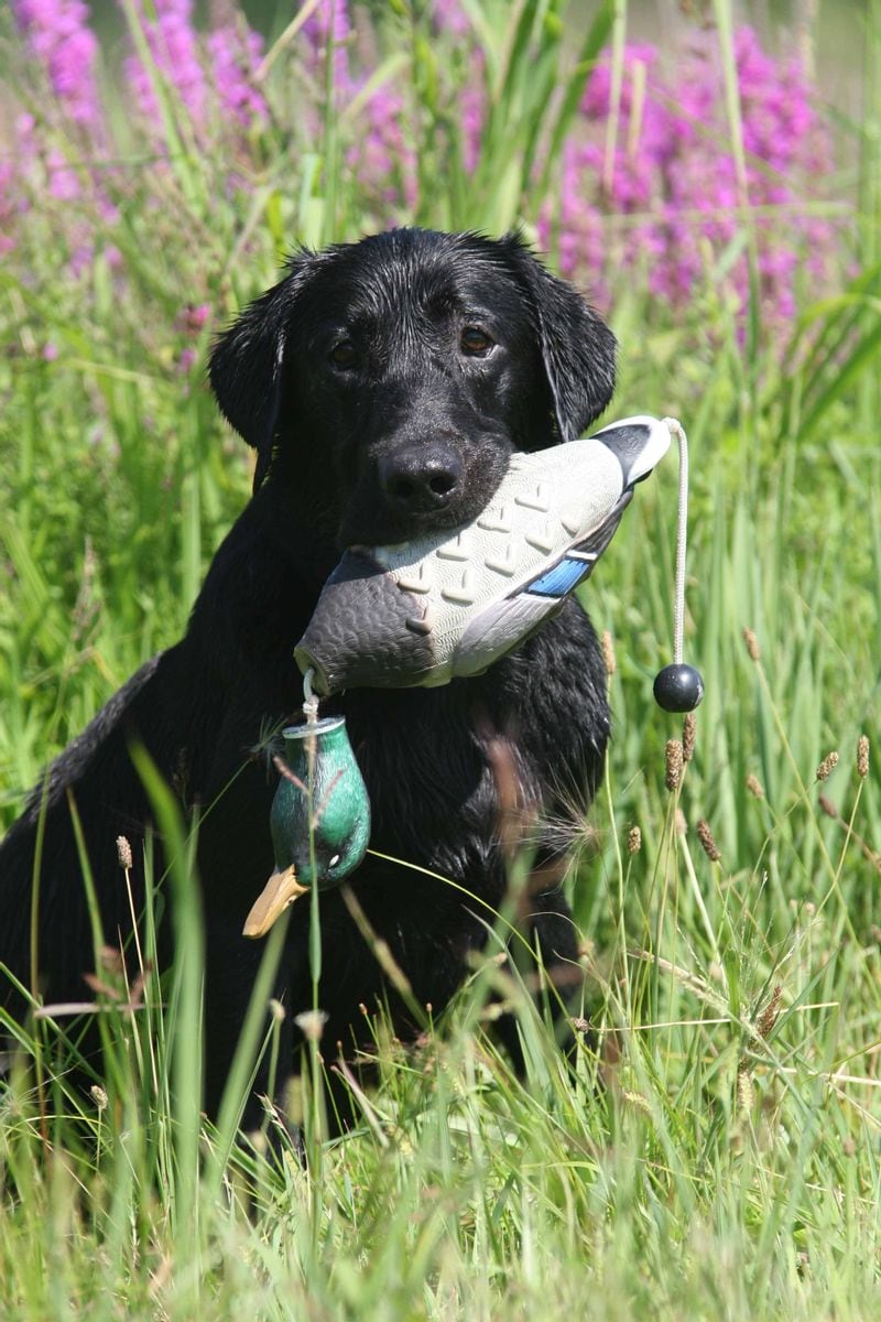 ASD Dog Training Tool EZ-Bird Mallard