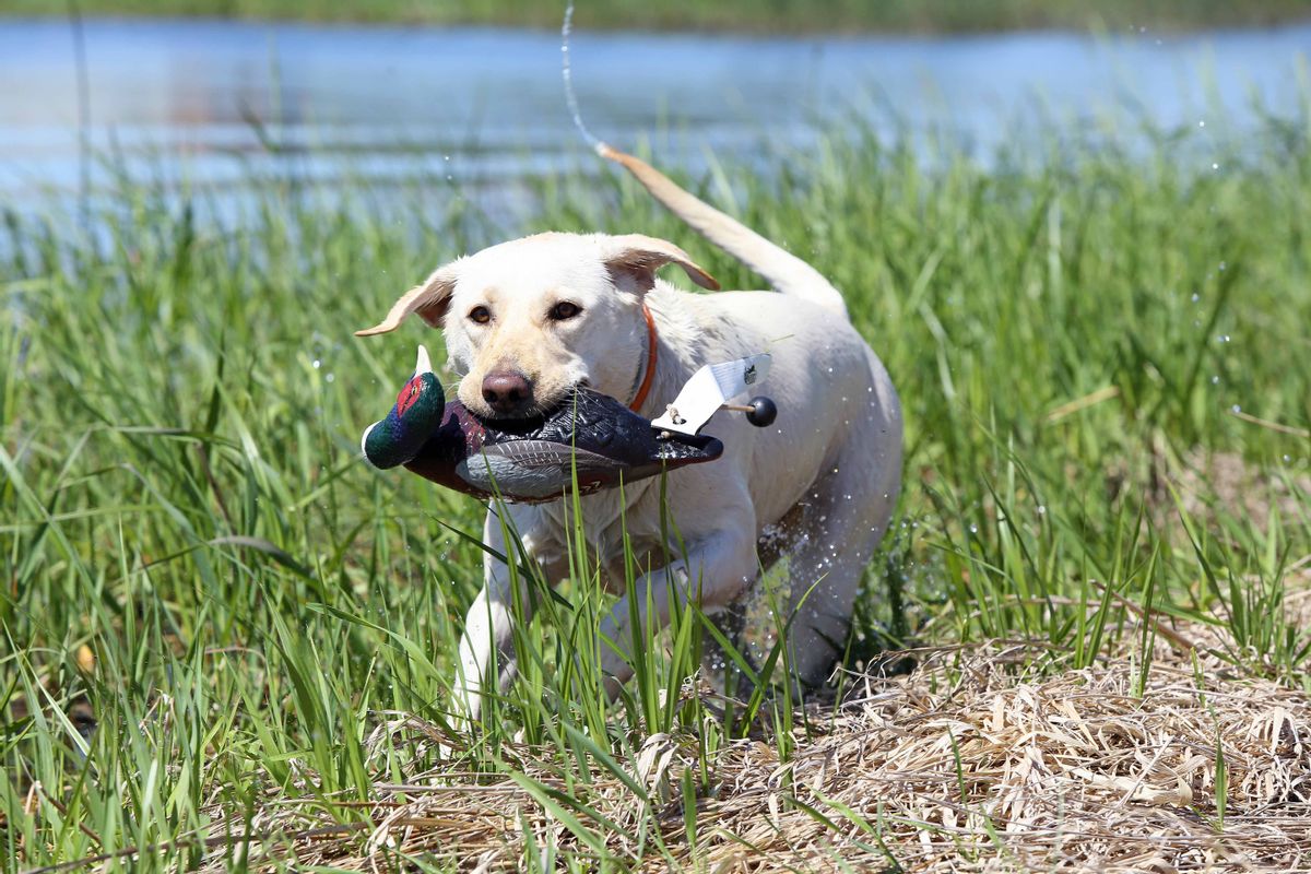 ASD Dog Training Tool EZ-Bird Pheasant