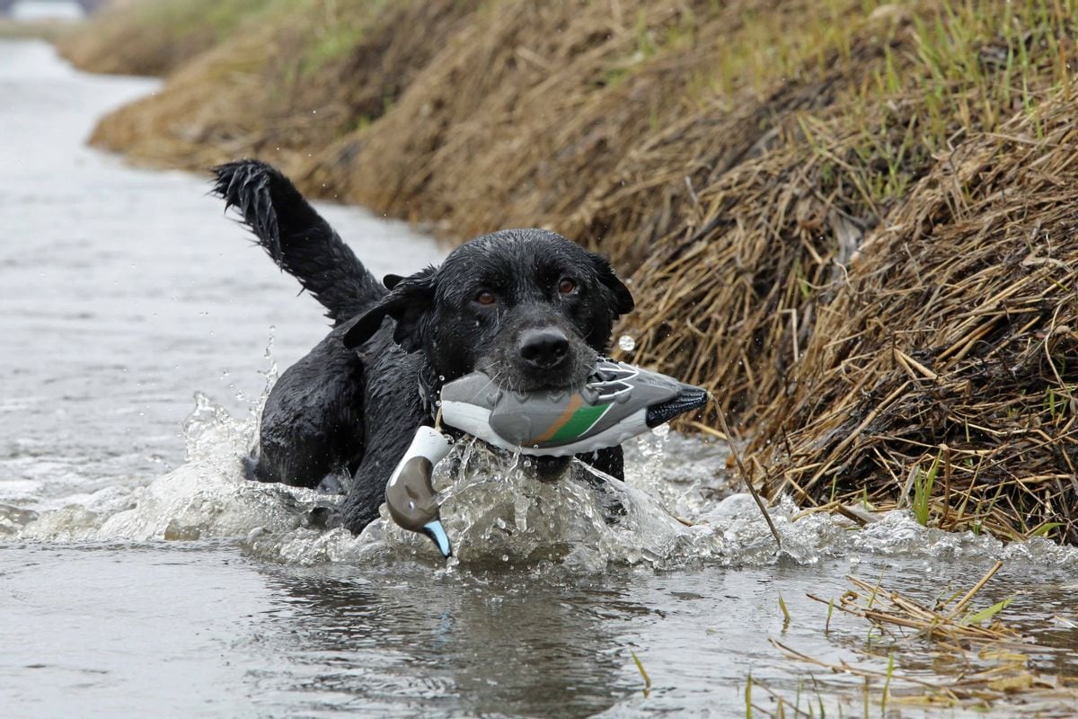 ASD Dog Training Tool EZ-Bird Pintail