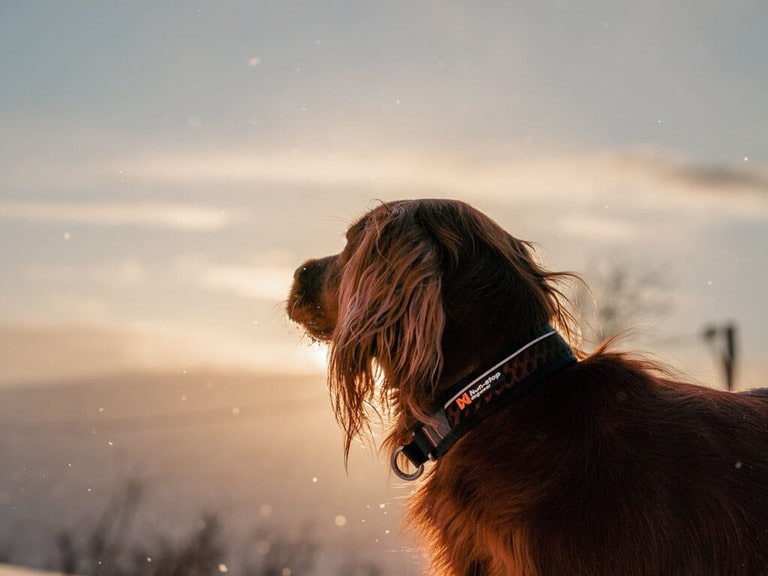 Non-Stop Dogwear Rock Collar