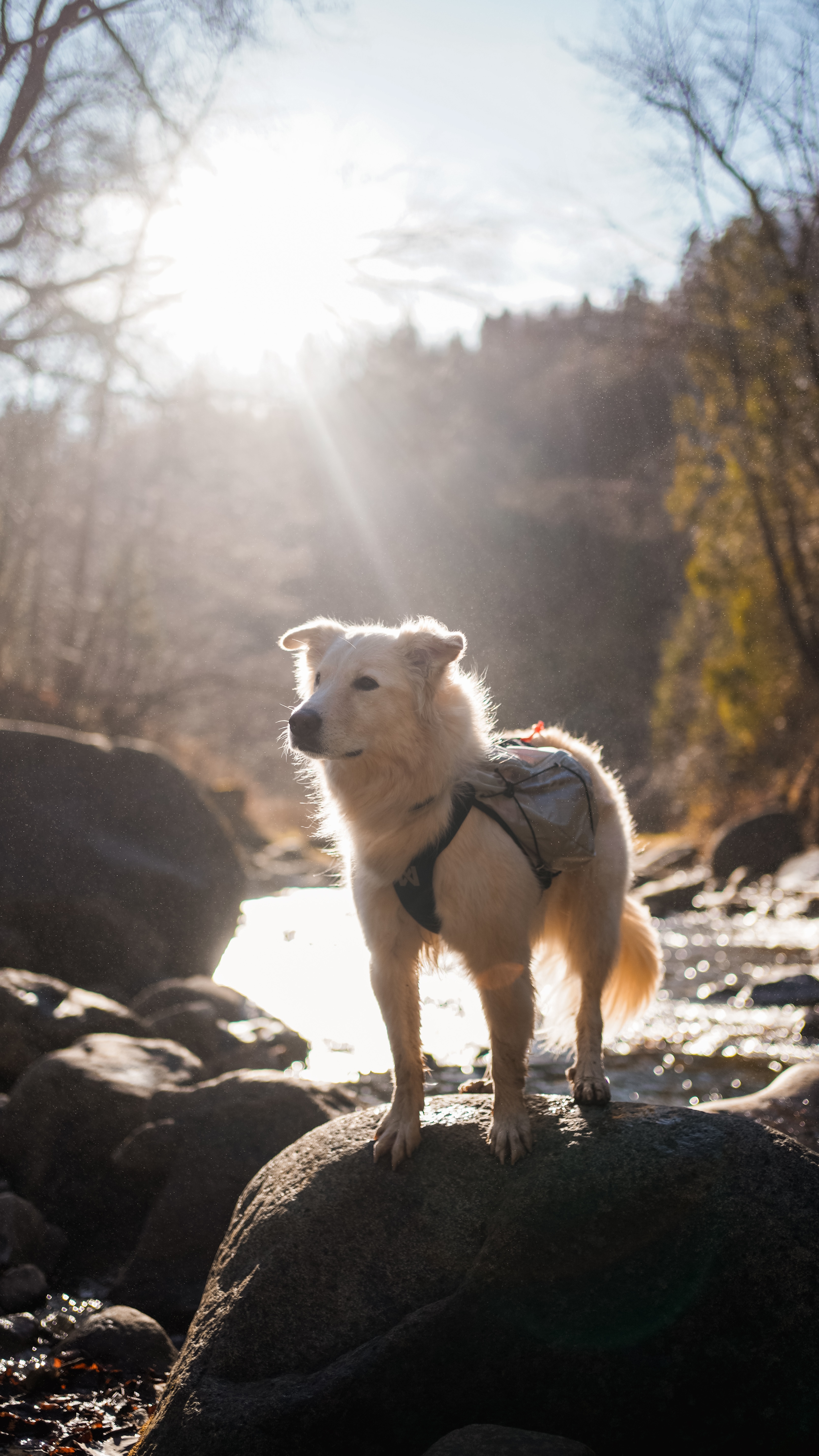 Non-Stop Dogwear Trail light dog backpack