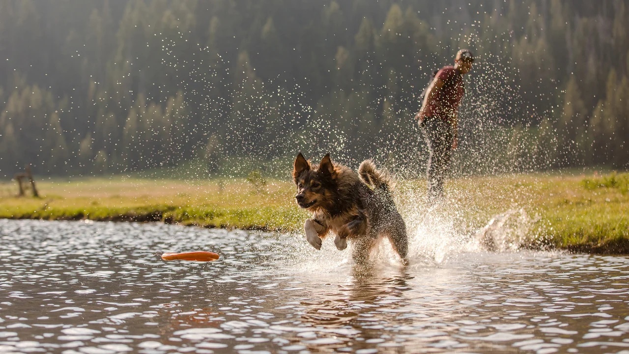 Ruffwear Hydro Plane 