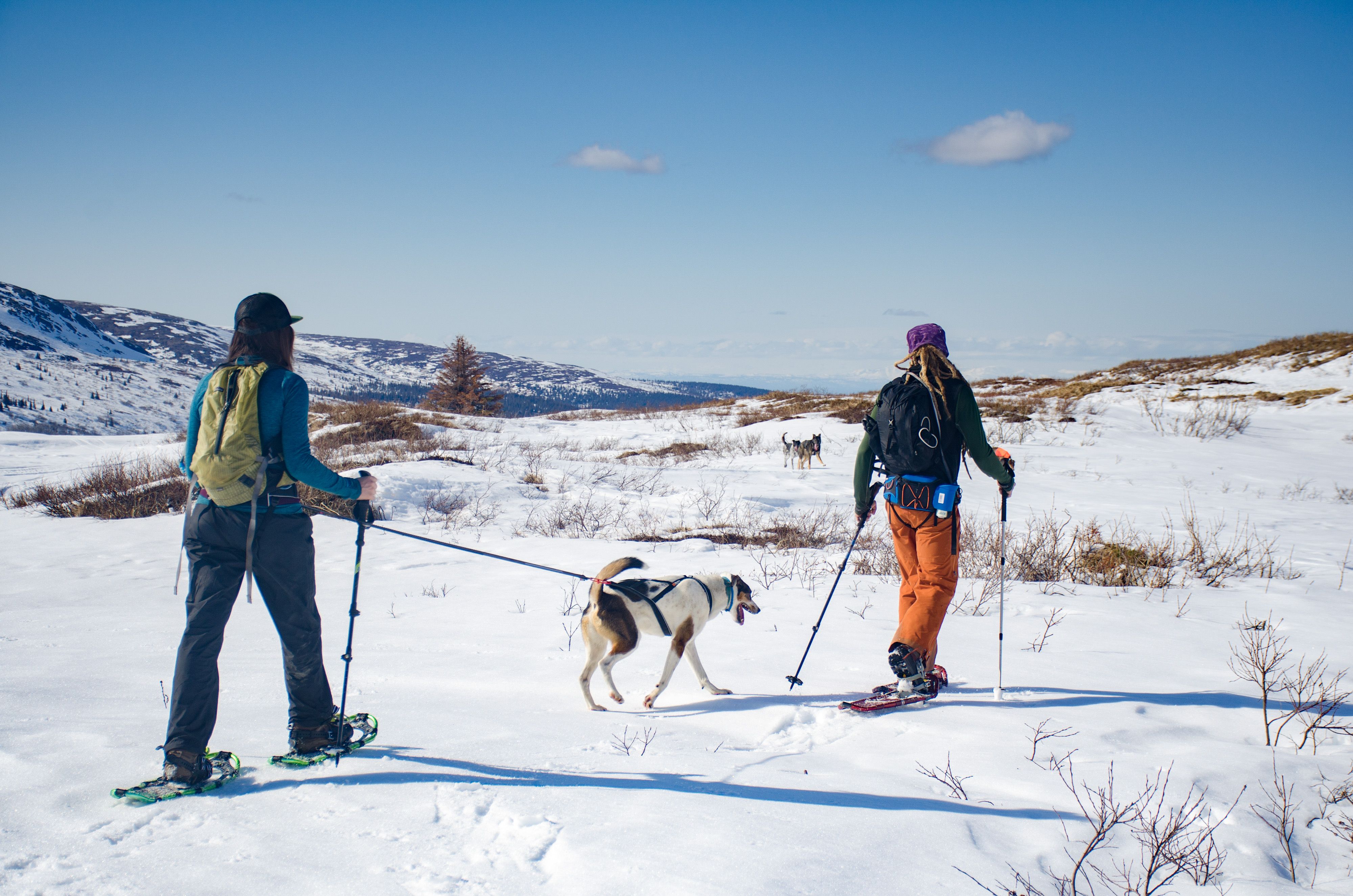 Non-Stop Dogwear Ferd Belt