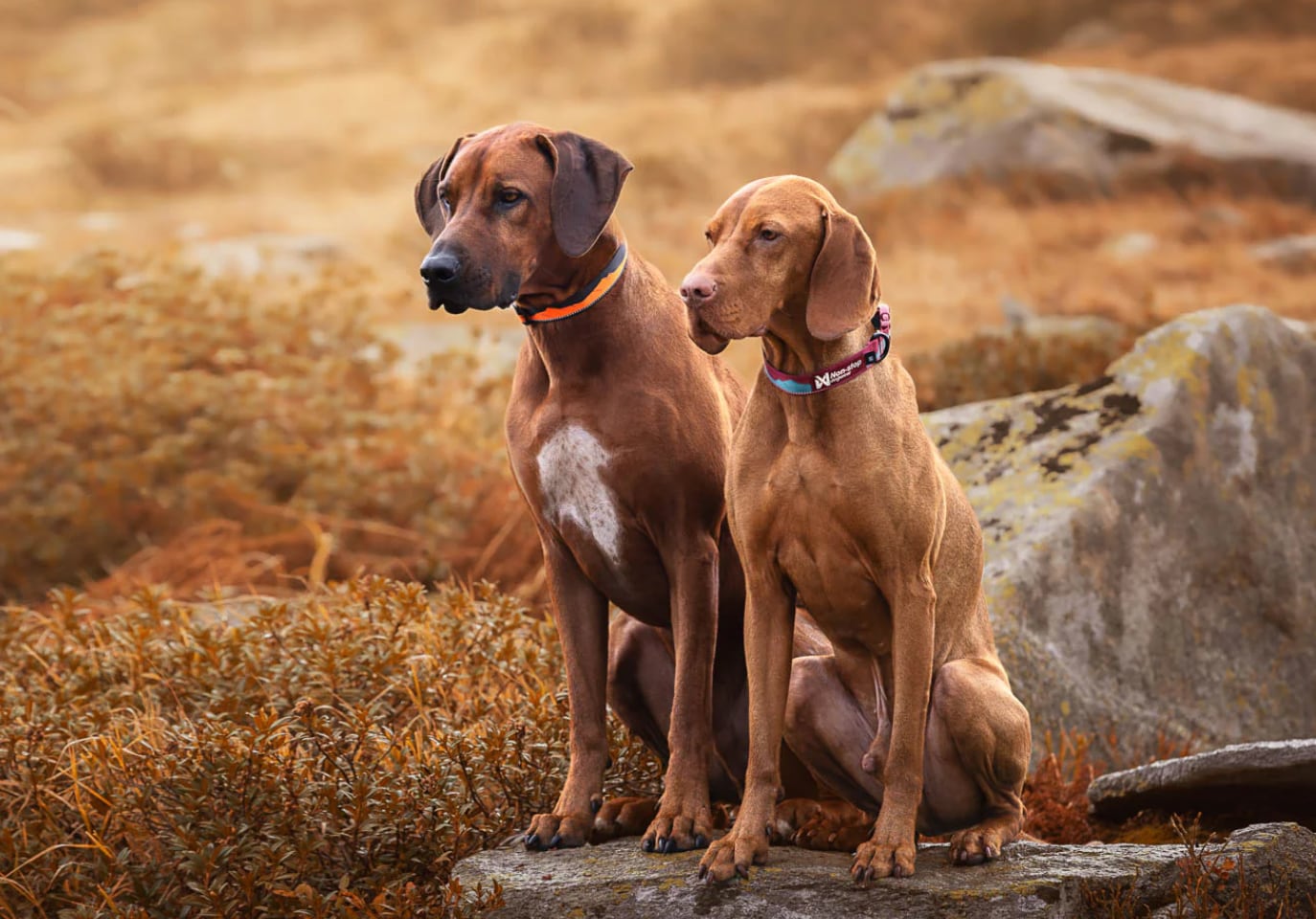 Non-Stop Dogwear Trail Quest Collar
