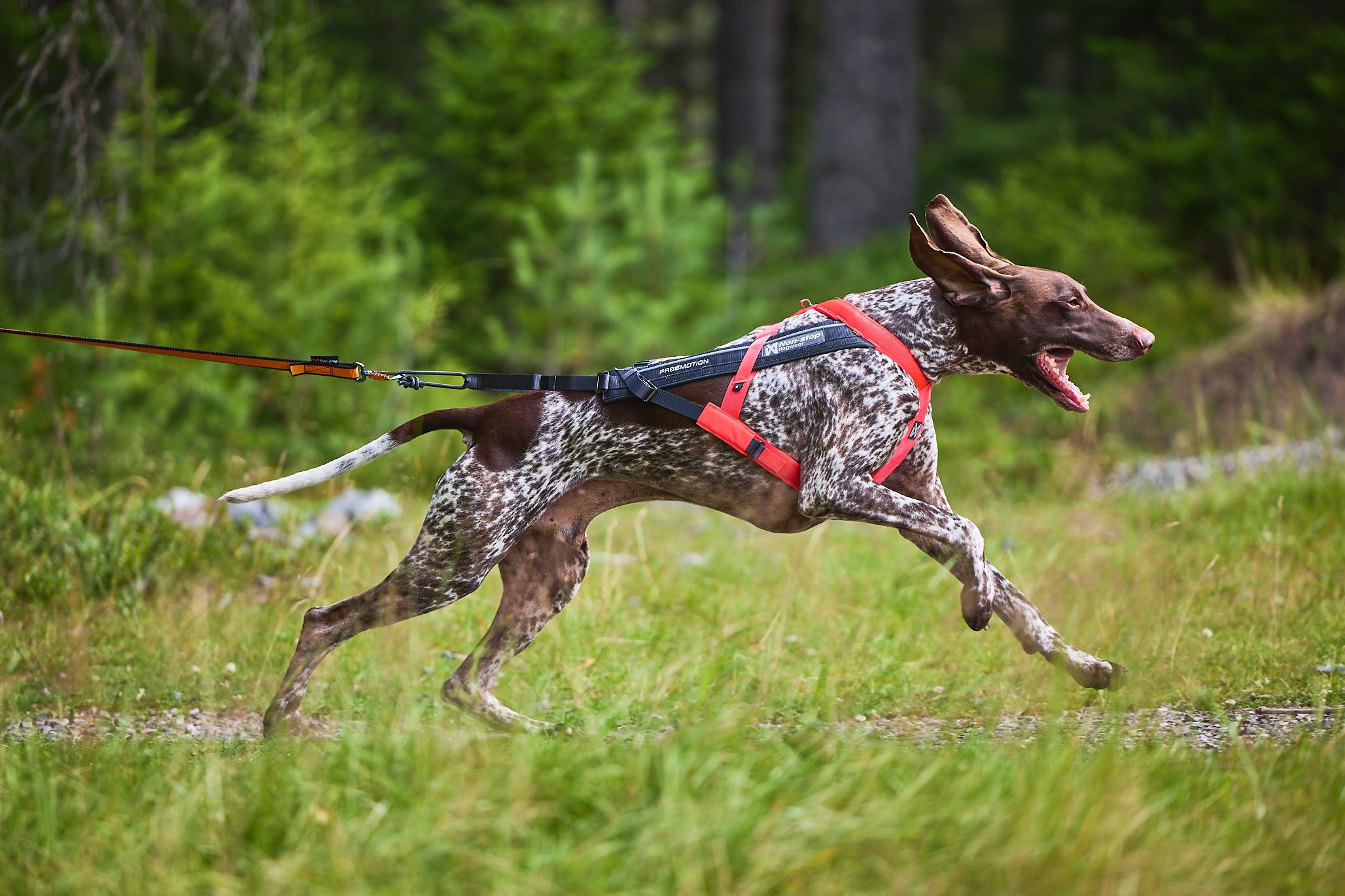 Non-Stop Dogwear Freemotion Harness 5.0 